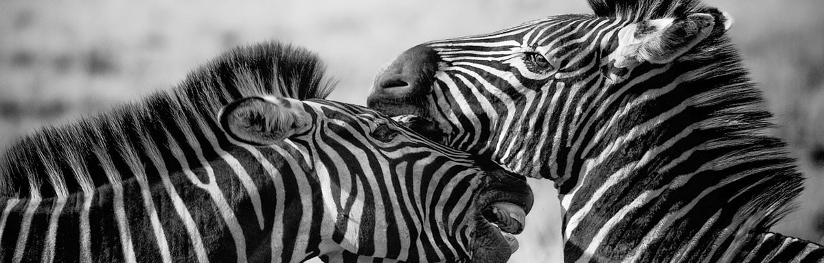 zebra2